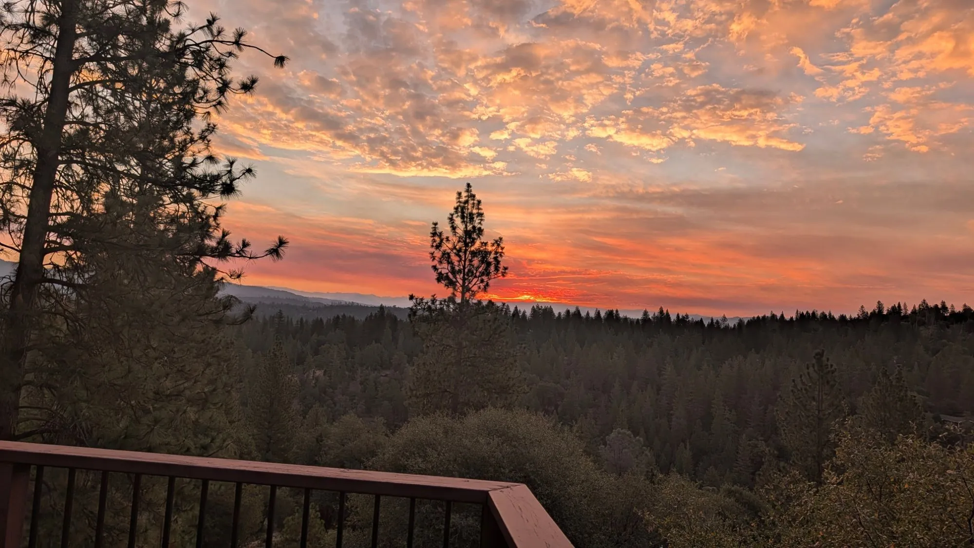 A sky full of glowing clouds over the forest at sunset