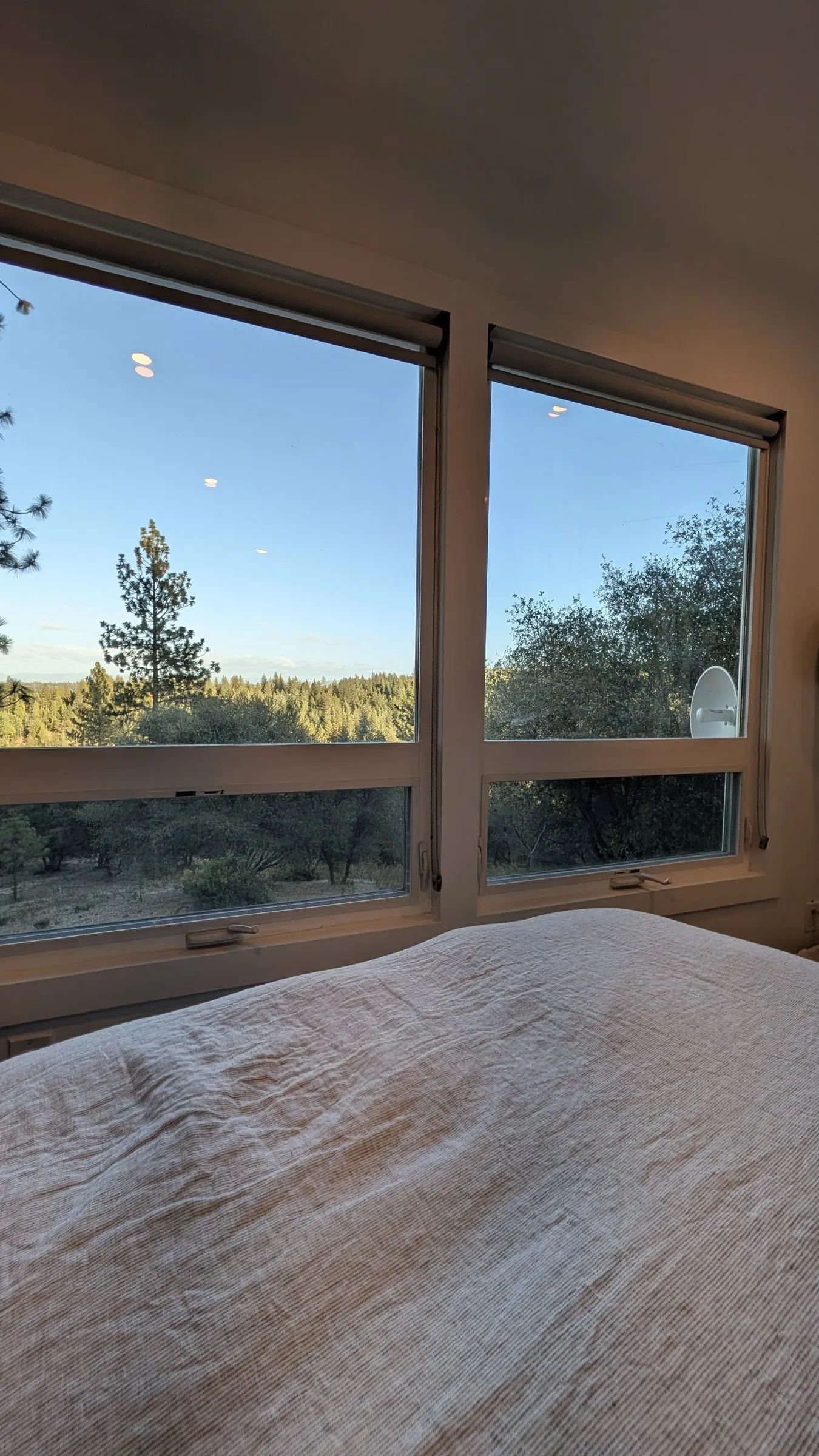 Morning view of the pines from the lower primary bed