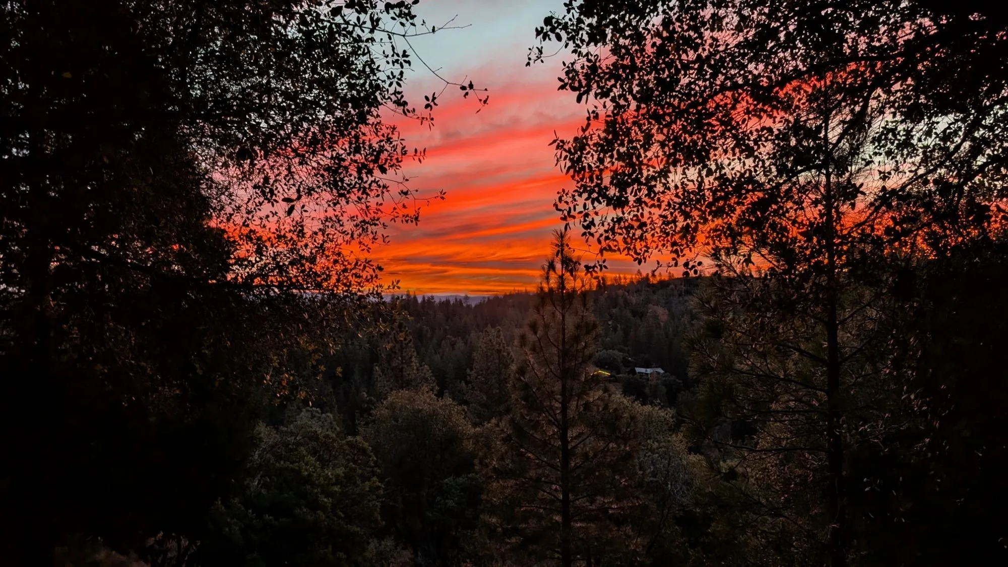 A red sky glowing through the oaks at dusk